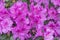 Royal azalea blossom, violet, radiant color. Flowering purple azaleas in the winter garden. Horizontal closeup image of