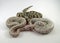 Royal / ball python baby snake