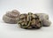 Royal / ball python baby snake