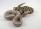 Royal / ball python baby snakes