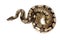 Royal or Ball Python (regius)