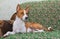 Royal basenji having rest