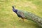 The royal beauty of the jungle. Peacock bird. Peacock or male peafowl with extravagant plumage. Beautiful peacock with