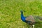 The royal beauty of the jungle. Peacock bird. Peacock or male peafowl with extravagant plumage. Beautiful peacock with
