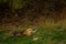 A royal bengal male tiger with different yoga postures and expressions on a green grass at ranthambore