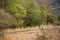 A royal bengal male tiger or panthera tigris on prowl with a beautiful green trees dry hills background landscape of ranthambore