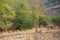 A royal bengal male tiger or panthera tigris on prowl with a beautiful green trees dry hills background landscape of ranthambore