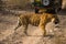 A royal bengal male tiger on stroll for scent marking in his territory. roaming in jungle crossing road. A side profile of tiger