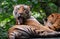 Royal Bengal Tiger Cleaning its Fur with Long Tongue