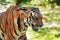 Royal Bengal tiger closeup-deadly eyes