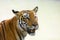 Royal Bengal Tiger Closeup or Portrait Shot with Open Mouth