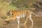 A Royal Bengal Tiger crossing a stream