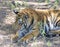 Royal Bengal Tiger Cub resting in Shade