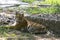 Royal Bengal Tiger Cub resting in Shade
