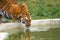 Royal Bengal Tiger drinking water