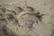 Royal Bengal tiger footprint in mud