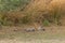 A royal bengal tiger lazing in the shade at Ranthambore National Park in Rajasthan