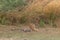 A royal bengal tiger lazing in the shade at Ranthambore National Park in Rajasthan