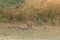 A royal bengal tiger lazing in the shade at Ranthambore National Park in Rajasthan