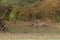 A royal bengal tiger lazing in the shade at Ranthambore National Park in Rajasthan