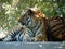 Royal Bengal Tiger Posing.