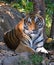 Royal Bengal Tiger relax
