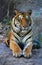 Royal Bengal Tiger relax