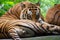 Royal Bengal Tiger Resting on the Platform Closeup Shot