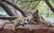 Royal Bengal Tiger  resting in the shade of tree