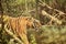 Royal bengal tiger roaming in a zoo