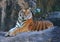Royal Bengal Tiger sleep