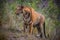 Royal Bengal Tiger Stalking for hunting in Satpura National Park, Madhya Pradesh, India