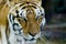 Royal bengal tiger with stare