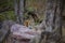 A royal bengal tiger on stroll for scent marking in his territory. A head on shot of a pregnant tigress at kanha national park