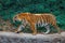 Royal Bengal Tiger in in Trivandrum, Thiruvananthapuram Zoo Kerala India