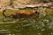 Royal Bengal Tiger wades through water