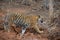 Royal Bengal tiger walking across a ditch at Tadoba Tiger Reserve, India