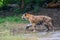 Royal Bengal Tiger Walking Stalking
