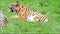 Royal bengal tiger yawns on meadow
