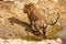 Royal Bengal tigress going inside water hole