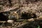 Royal bengal wild male tiger portrait with an eye contact at ranthambore