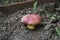 The royal bolete mushroom