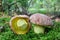 Royal bolete or Red-capped butter bolete in a moss