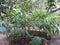 Royal Botanic garden in Kandy, Sri Lanka, green flora on a clear Sunny day