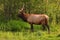Royal Bull Elk