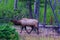Royal Bull Rocky Mountain Elk
