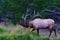 Royal Bull Rocky Mountain Elk