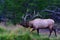 Royal Bull Rocky Mountain Elk