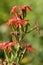 Royal Catchfly  836938