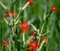Royal catchfly Silene regia with bright red flowers in selective focus against a blurred green background